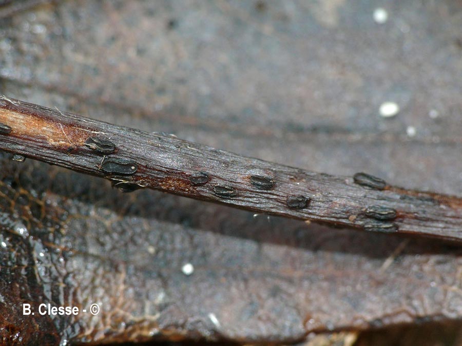 Pyrenopeziza petiolaris