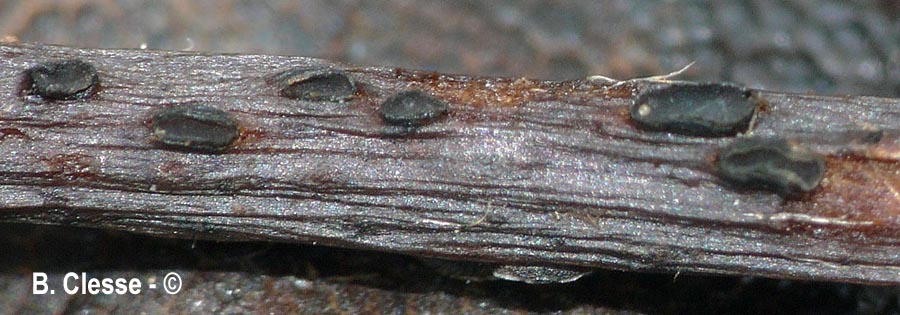 Pyrenopeziza petiolaris