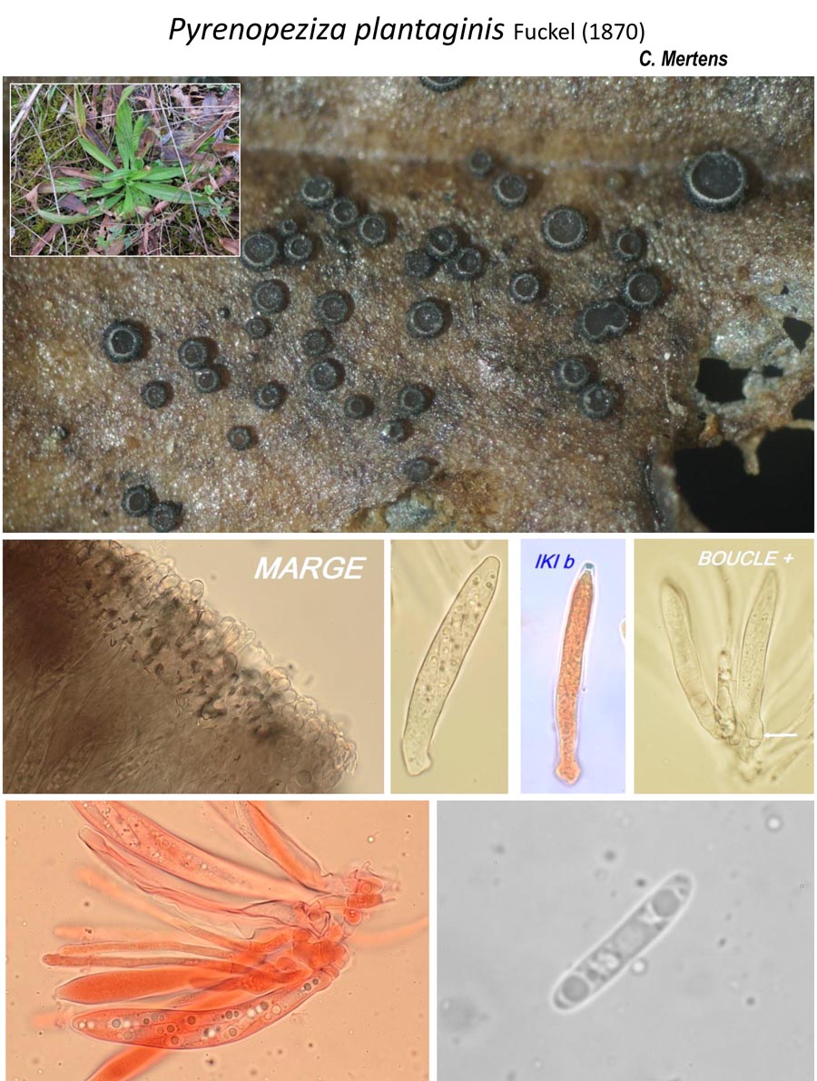 Pyrenopeziza plantaginis (Mollisia plantaginis)