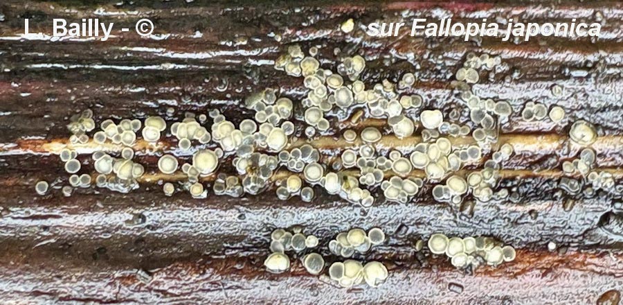 Pyrenopeziza polygoni