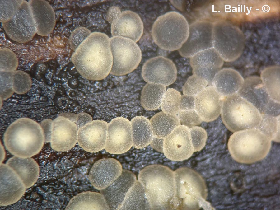 Pyrenopeziza polygoni