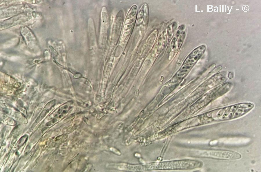 Pyrenopeziza polygoni