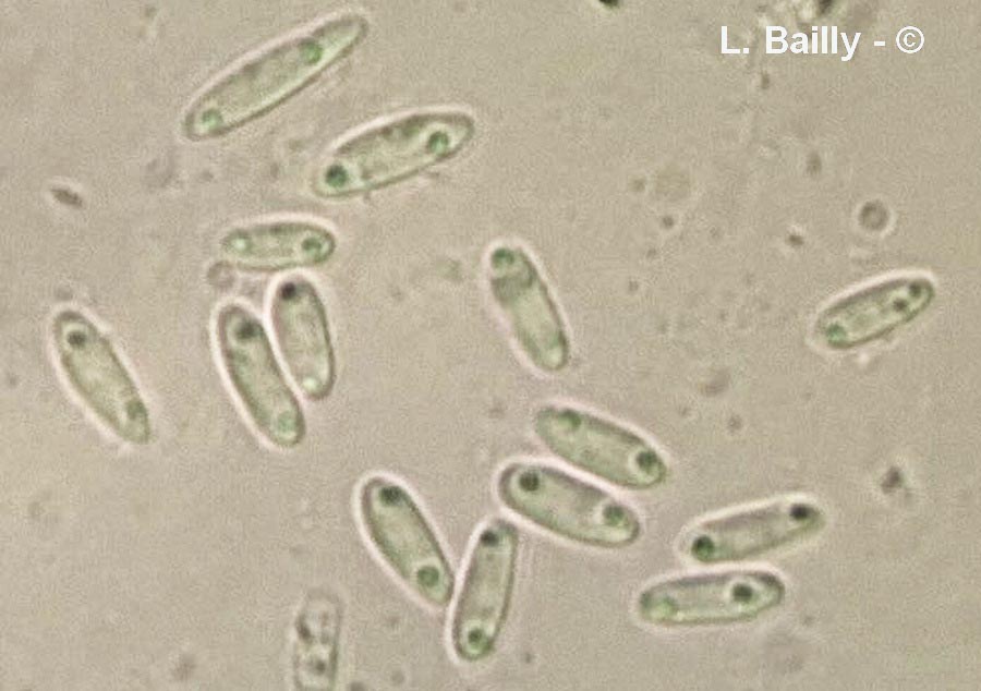 Pyrenopeziza polygoni
