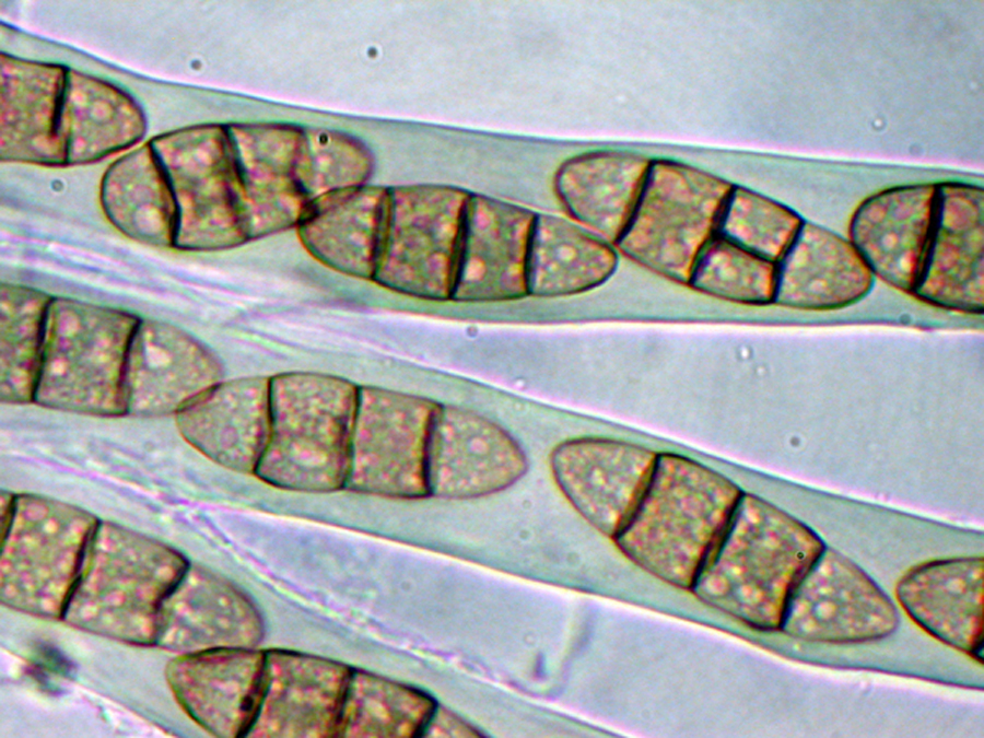 Pyrenophora graminea