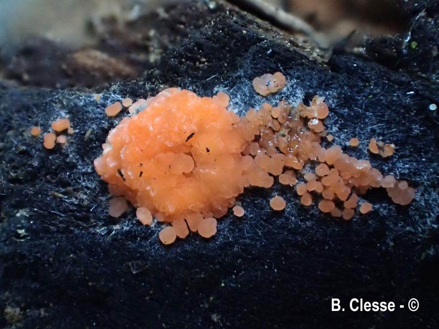 Pyronema domesticum