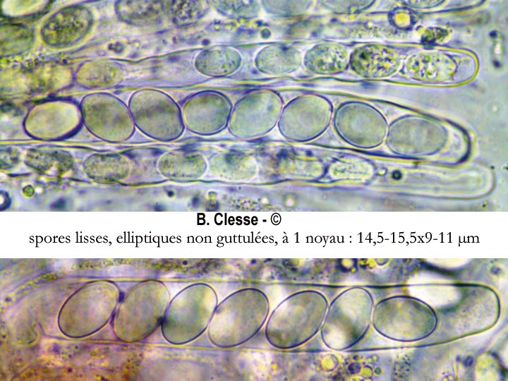 Pyronema domesticum