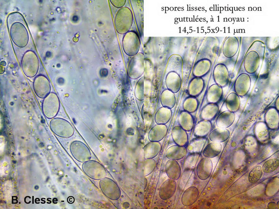 Pyronema omphalodes