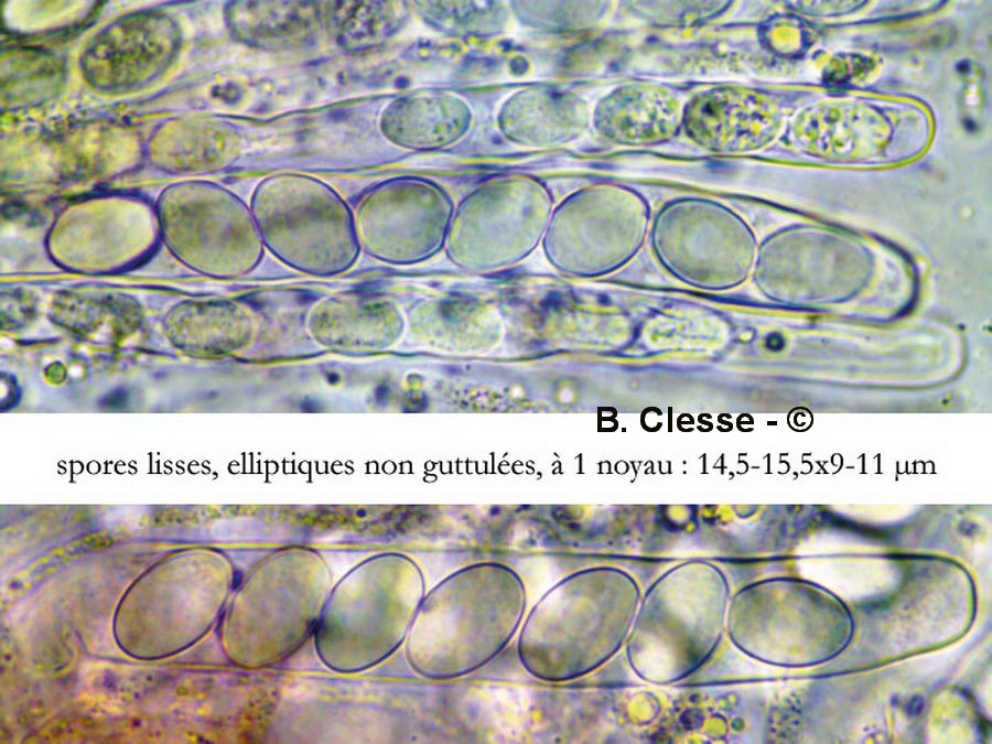 Pyronema omphalodes