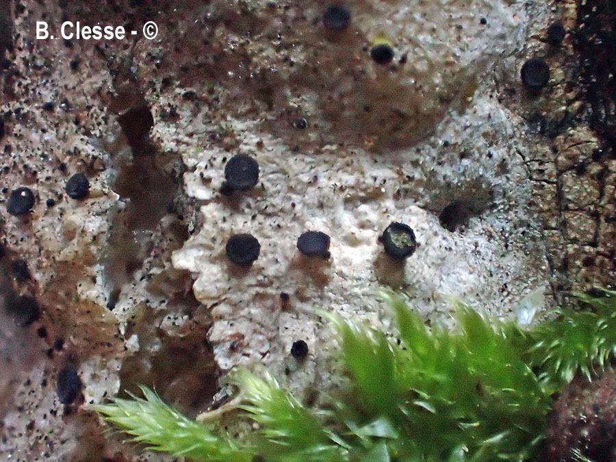 Sarea coeloplata