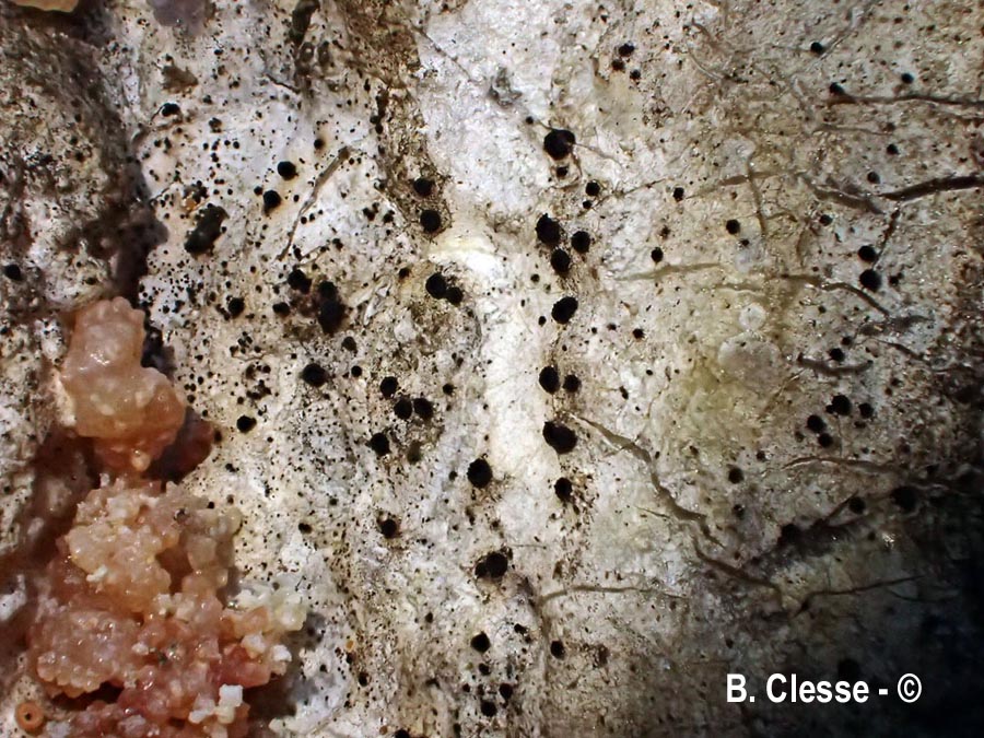 Sarea coeloplata