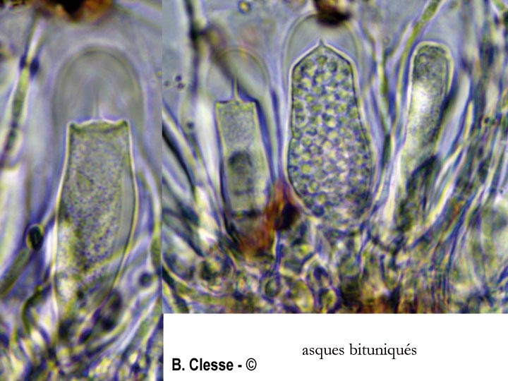Sarea coeloplata