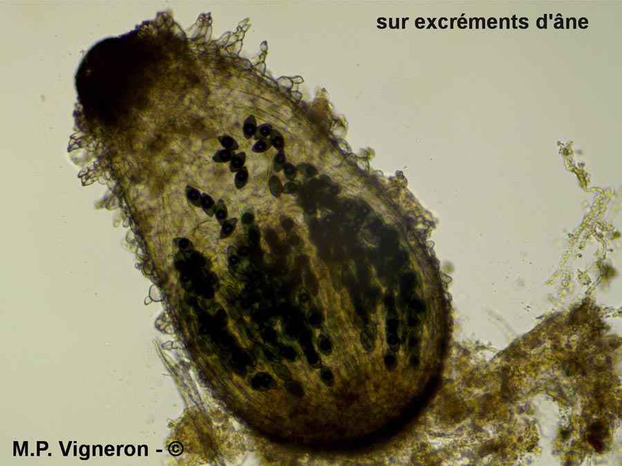 Schizothecium tetrasporum