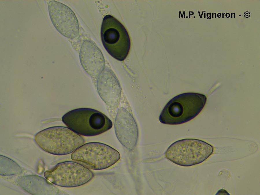 Schizothecium tetrasporum