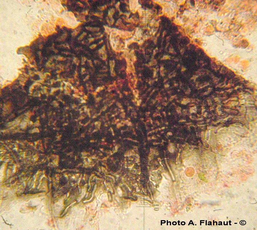 Schizothyrium pomi