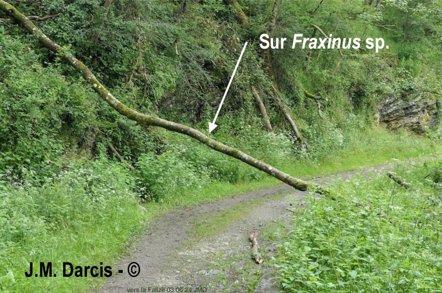 Sclerencoelia fraxinicola