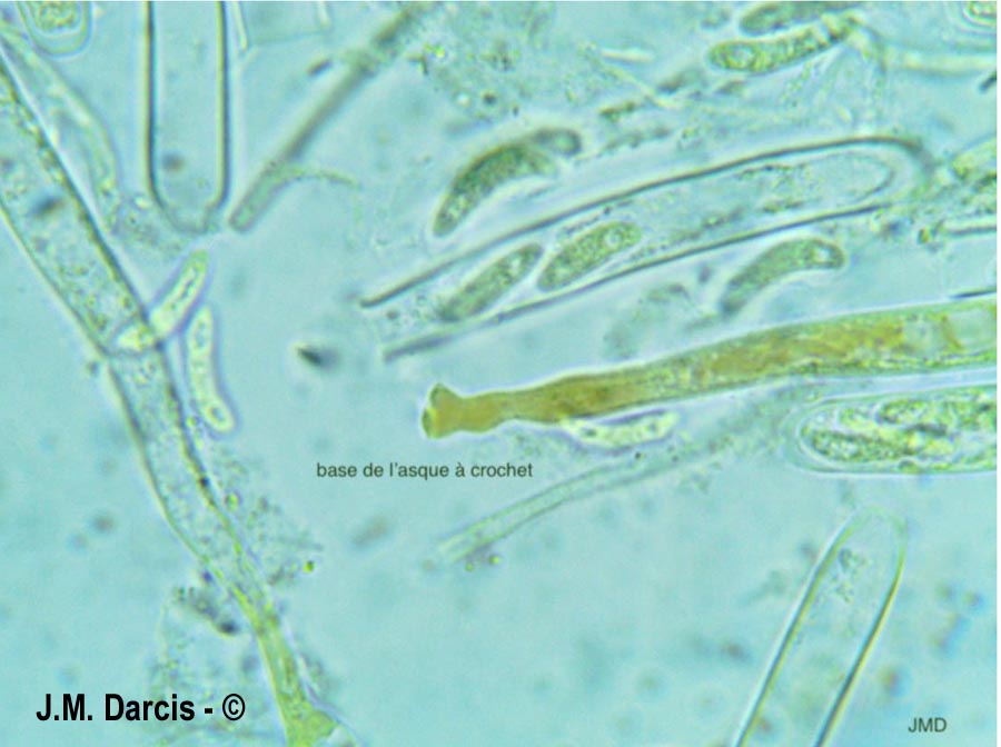 Sclerencoelia fraxinicola
