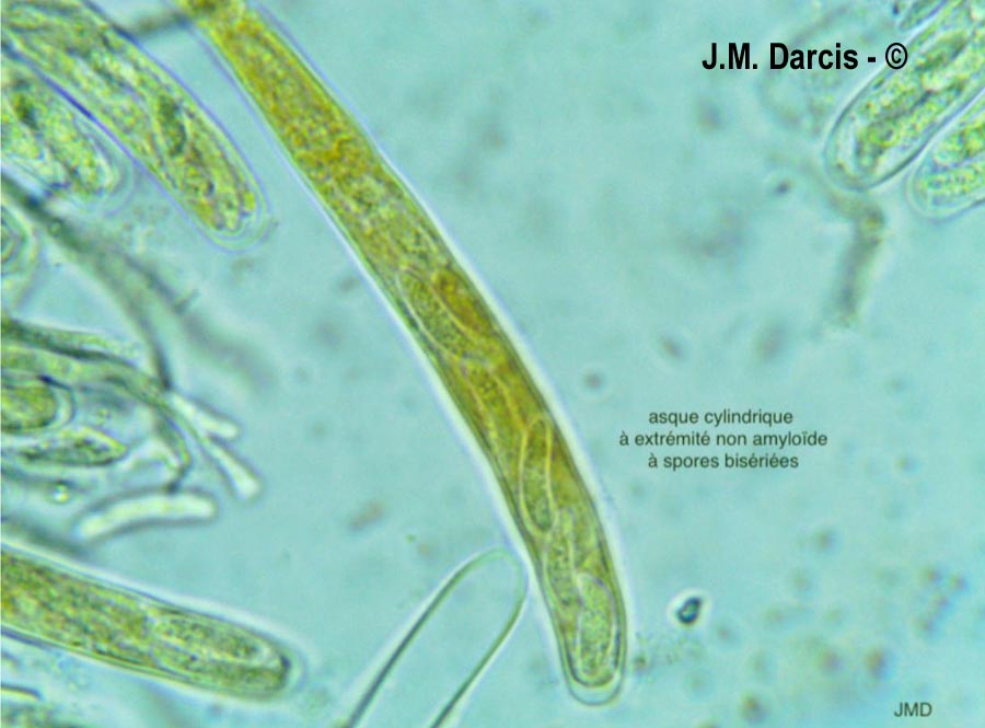 Sclerencoelia fraxinicola