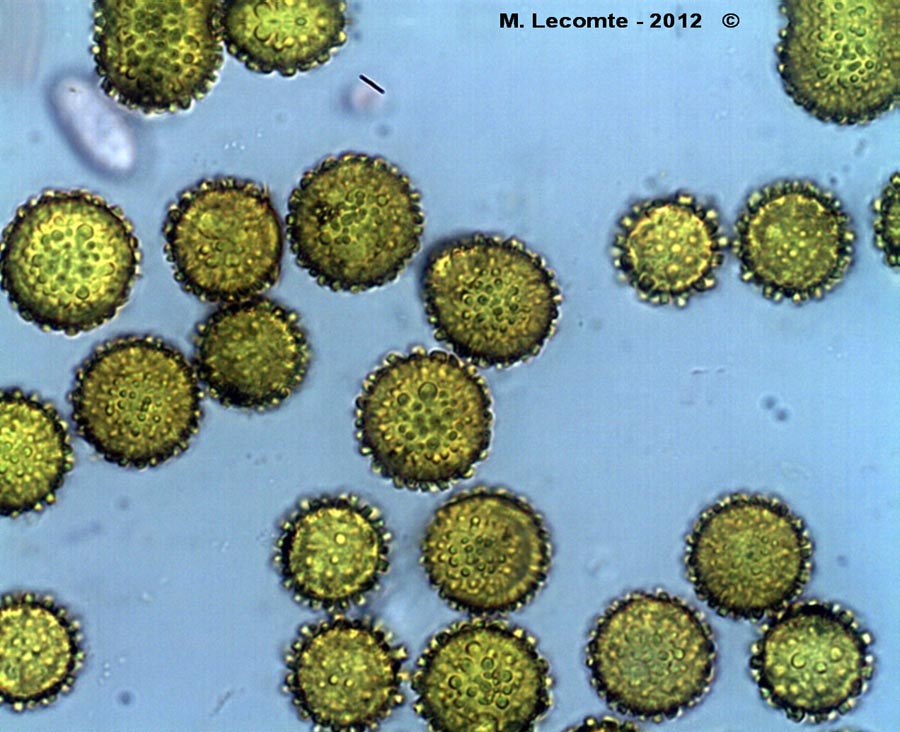 Hypomyces chrysospermus