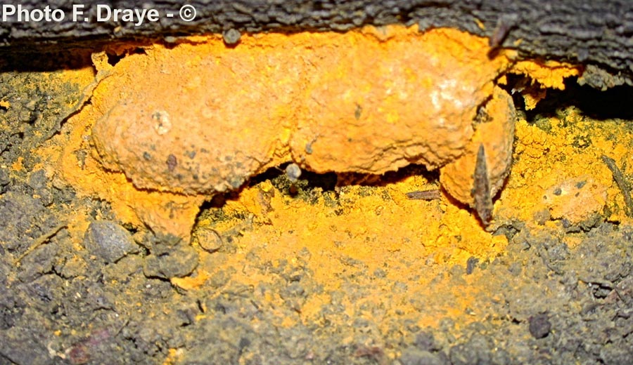 Hypomyces chrysospermus