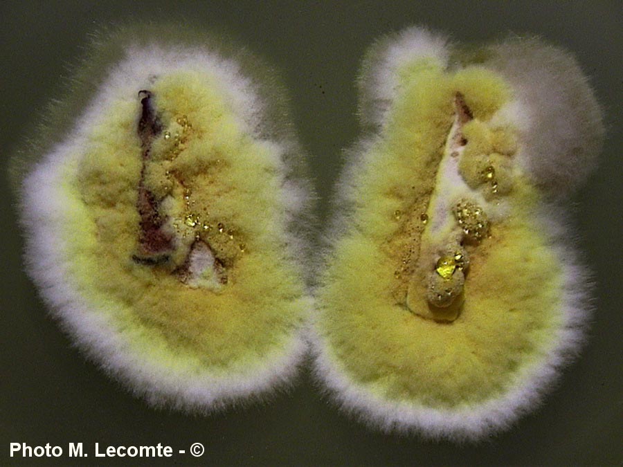 Hypomyces chrysospermus