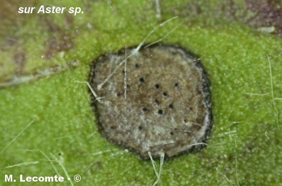 Septoria astericola