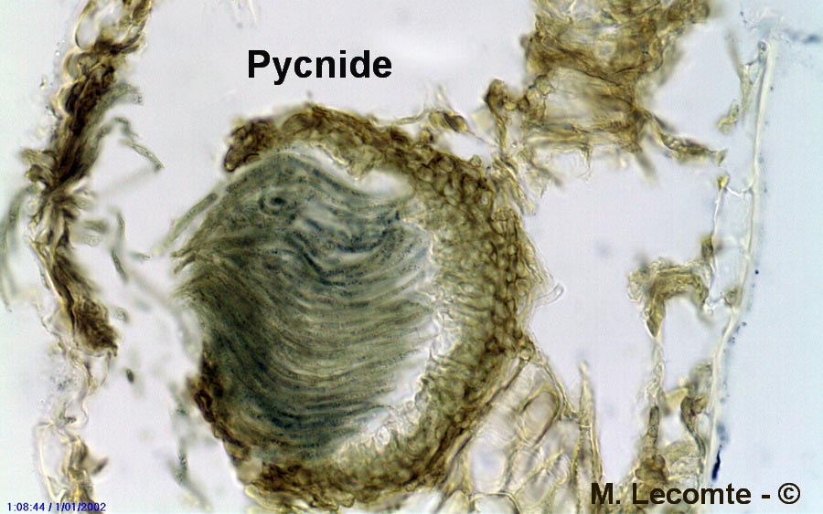 Septoria pinicola