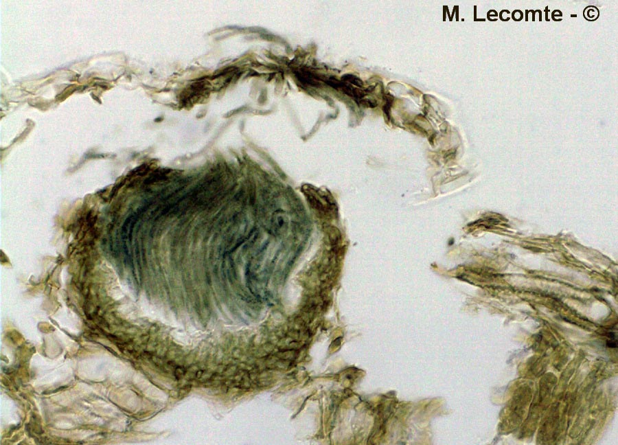 Septoria pinicola