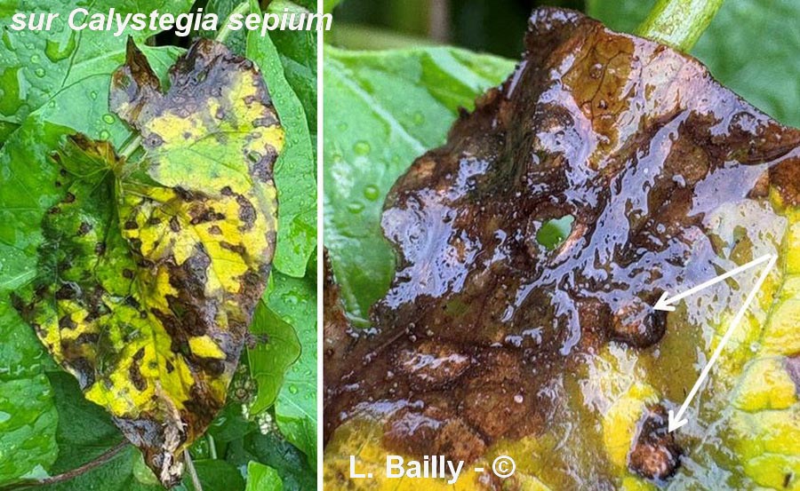 Septoria septulata