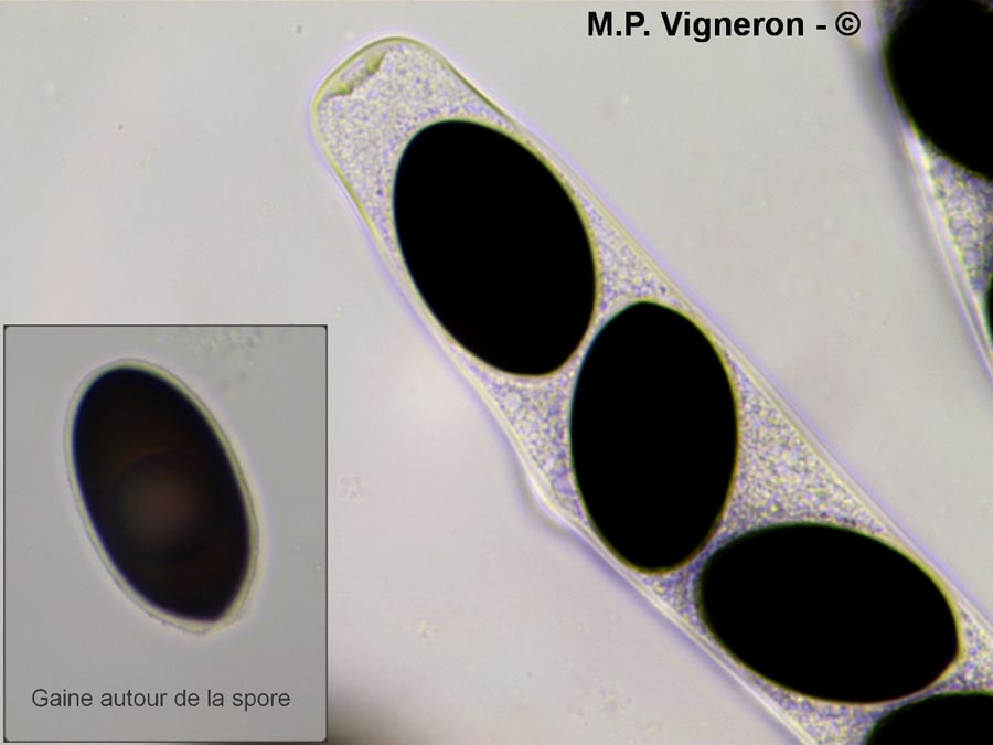 Sordaria macrospora