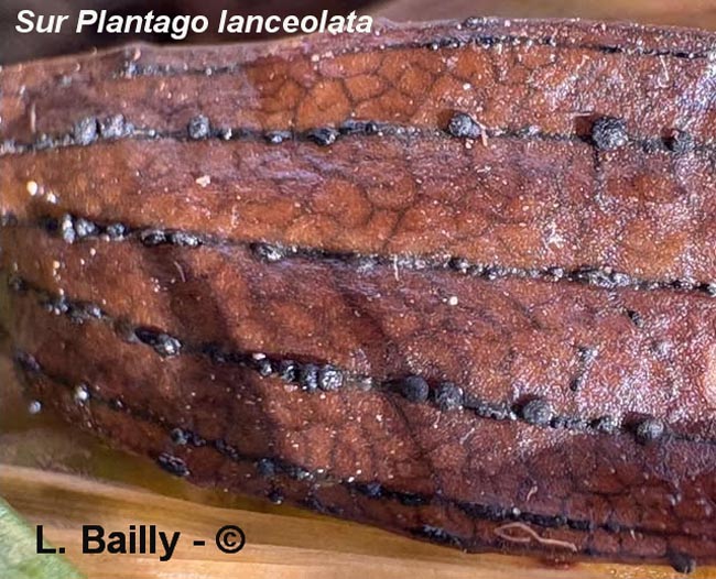 Spilopodia nervisequia