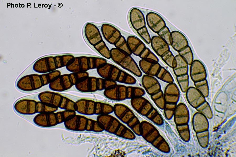 Splanchnonema pupula