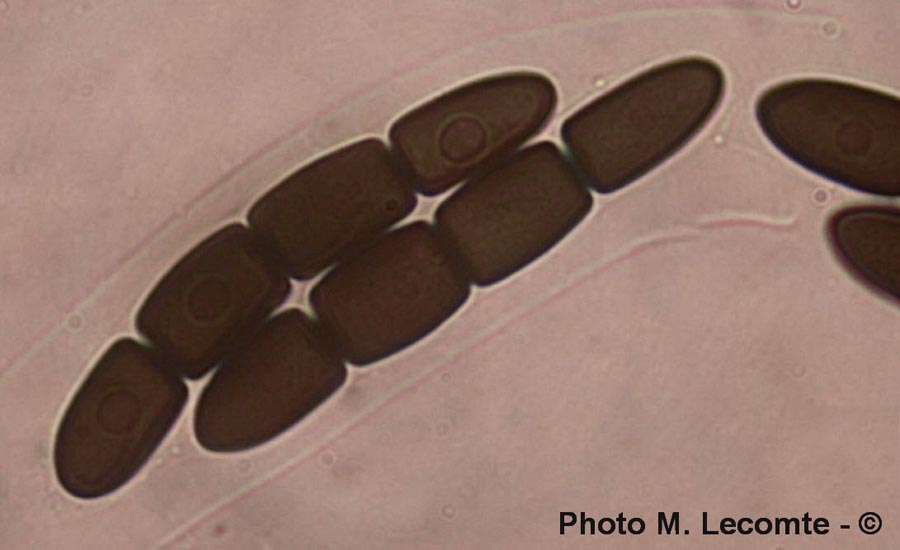 Sporormiella grandispora