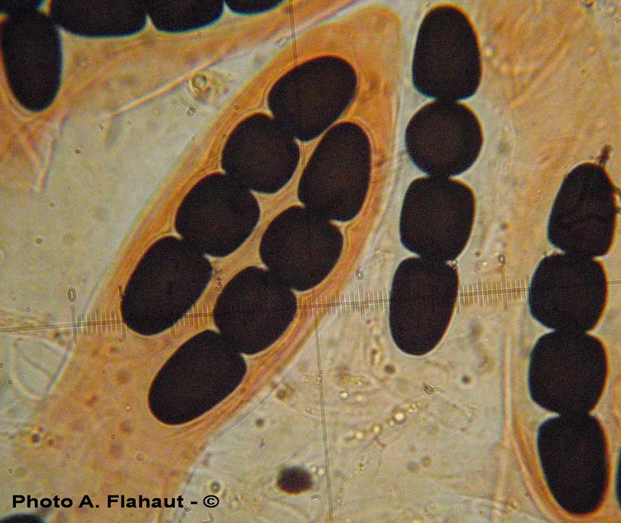 Sporormiella megalospora