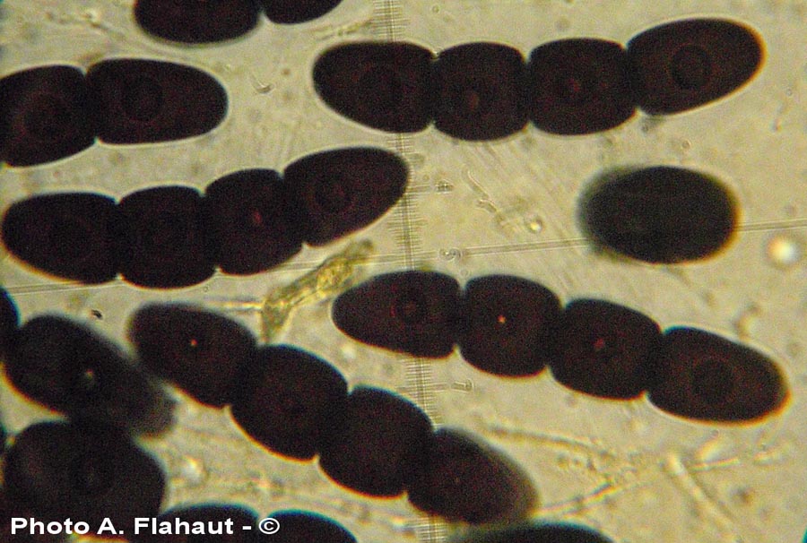 Sporormiella megalospora