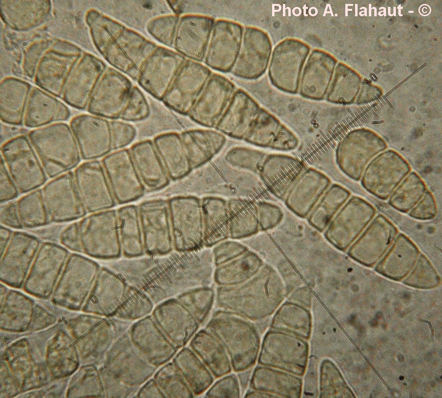 Stagonospora gigaspora