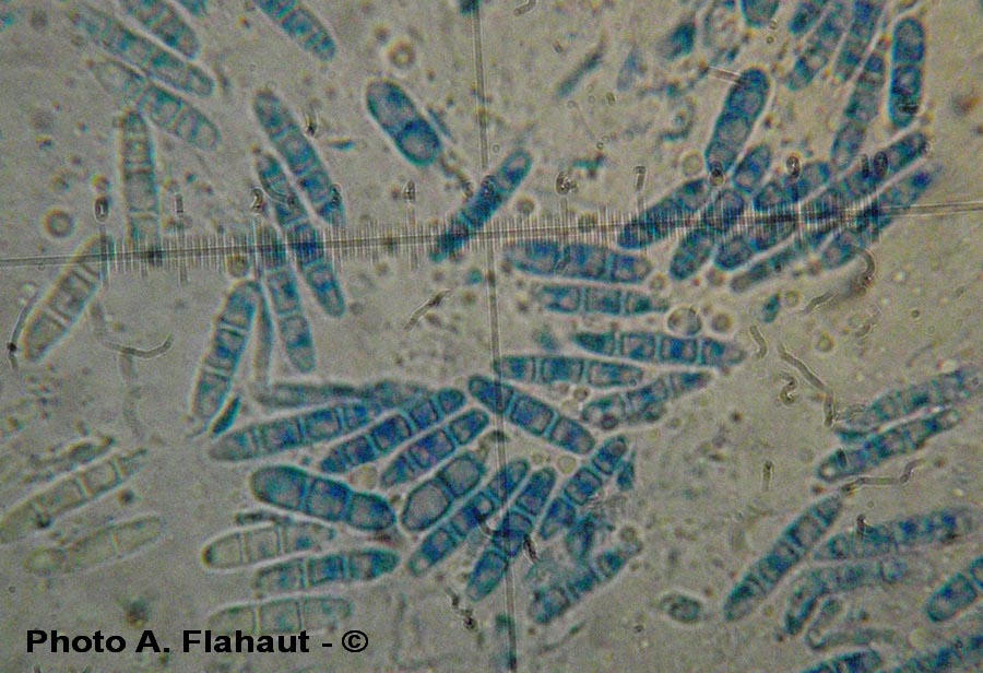 Stagonospora innumerosa