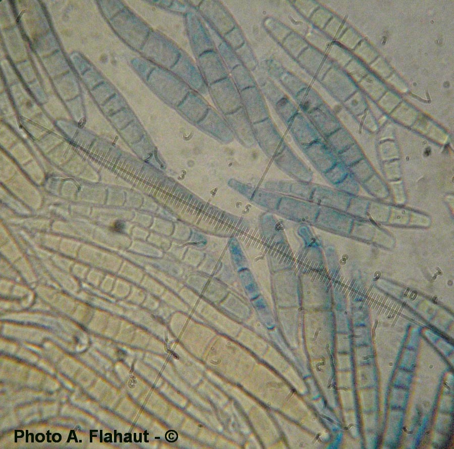 Stagonospora spartinicola