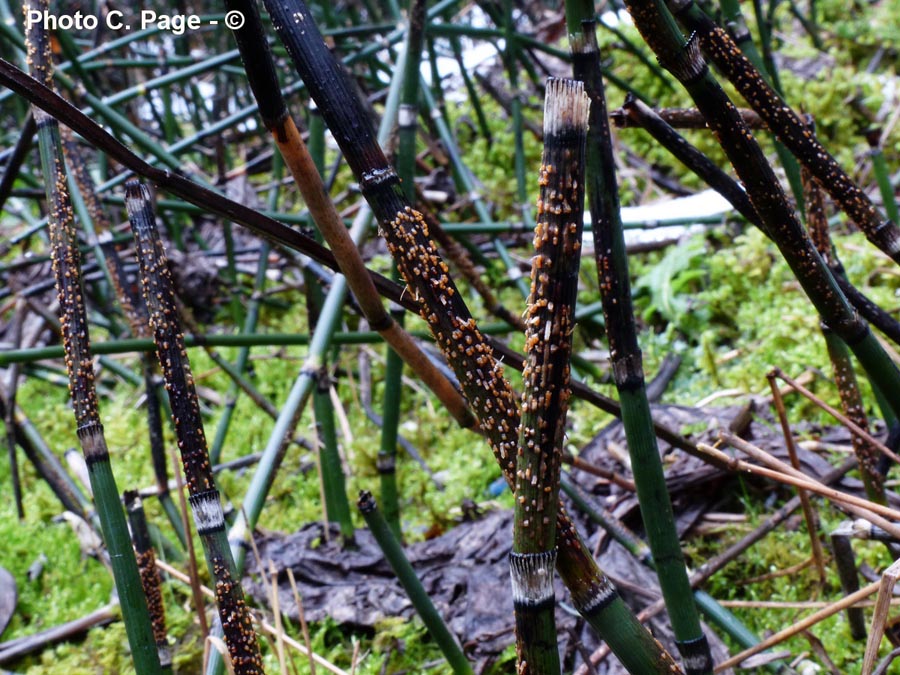 Stamnaria americana