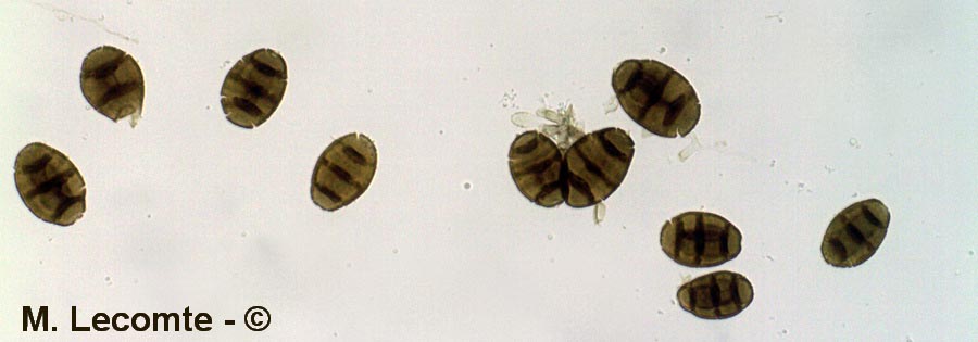 Stemphylium vesicarium