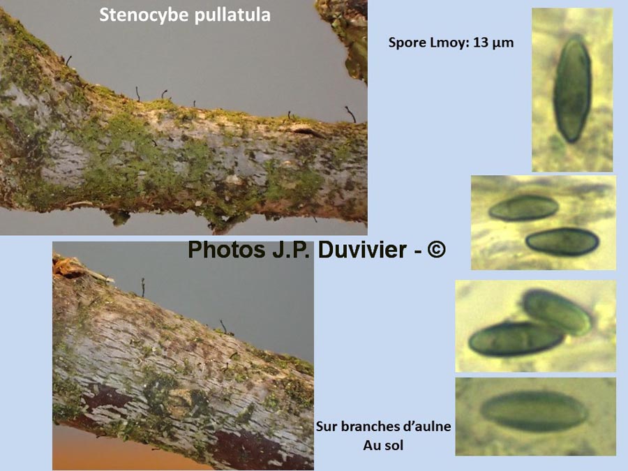 Stenocybe pullatula