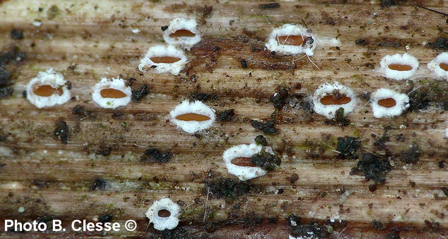 Stictis stellata