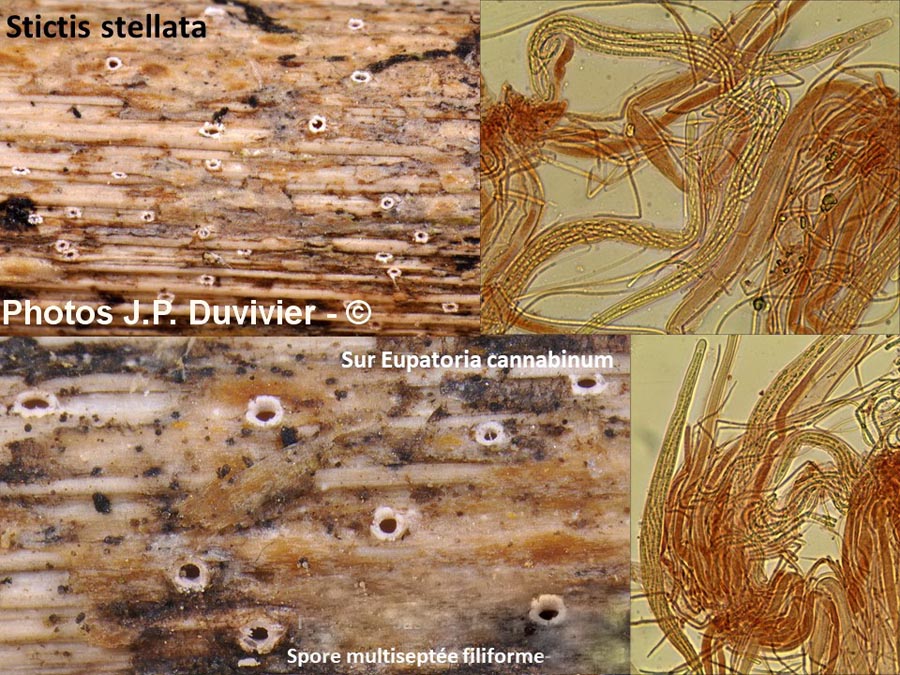 Stictis-stellata