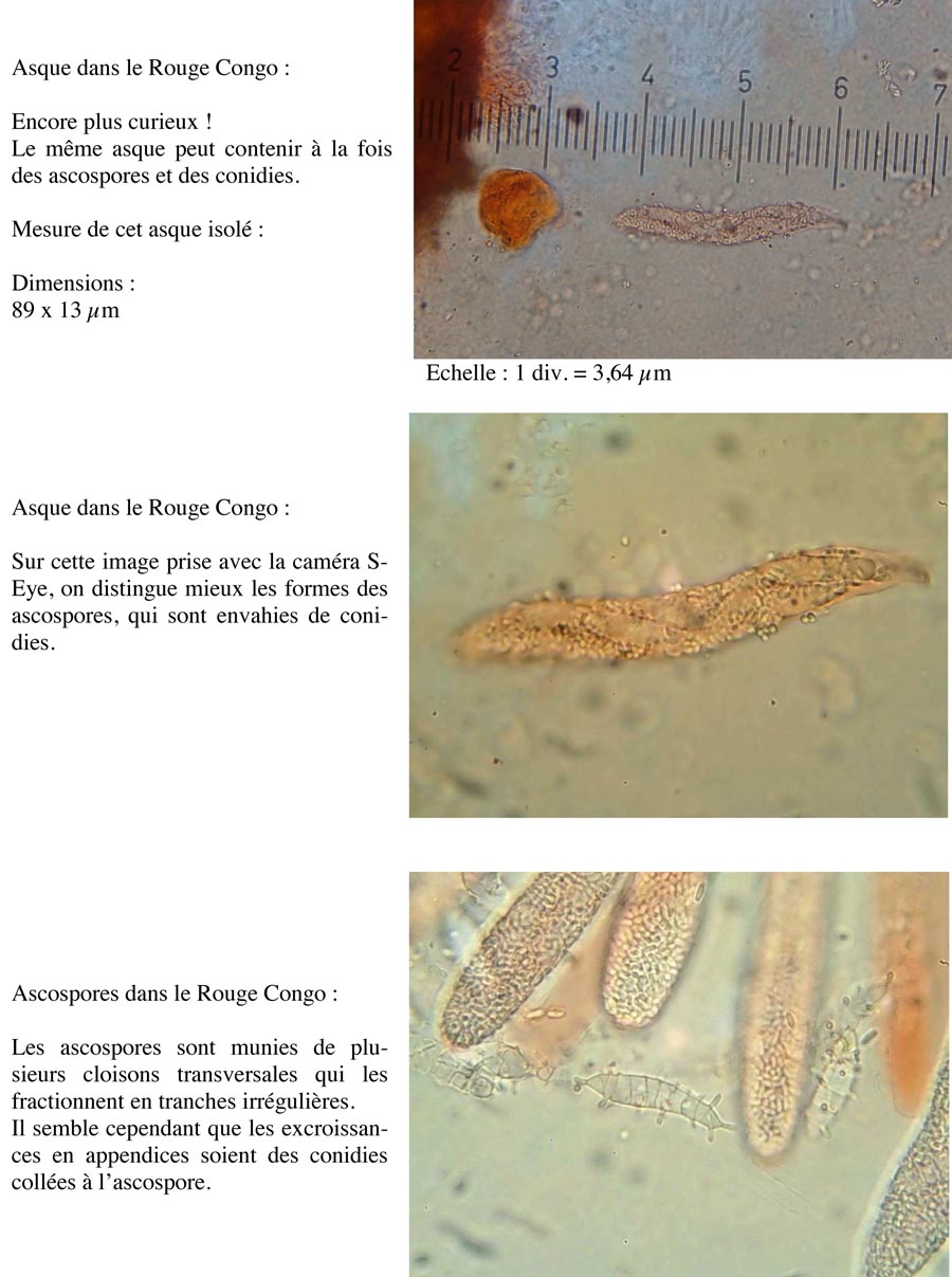 Tyronectria lamyi