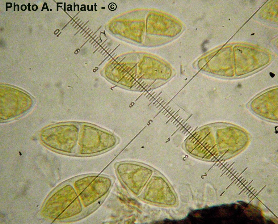 Tiarospora perforans