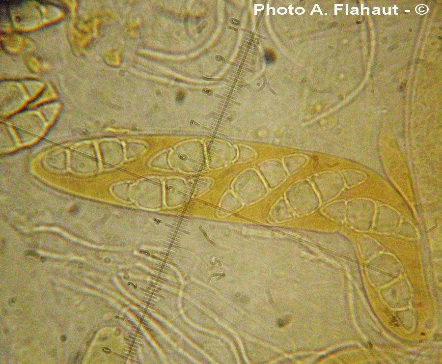 Trematosphaeria circinans