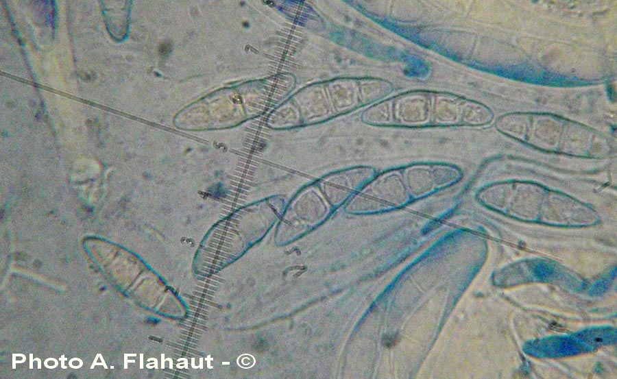 Trematosphaeria circinans