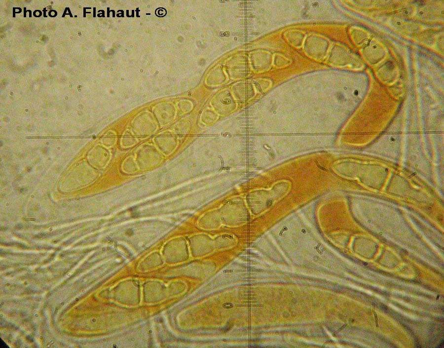 Trematosphaeria circinans