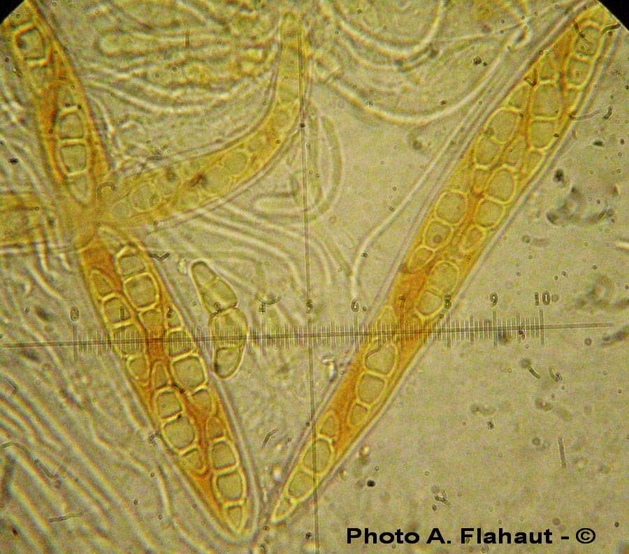 Trematosphaeria circinans