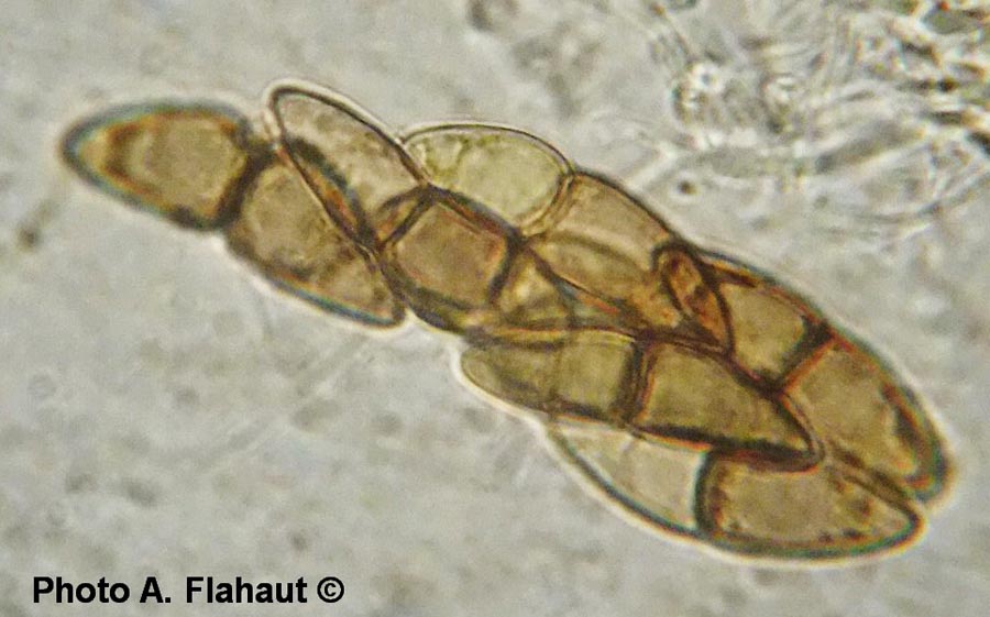 Trematosphaeria heterospora (Leptosphaeria heterospora)