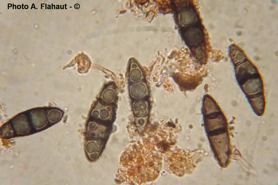 Trematosphaeria heterospora